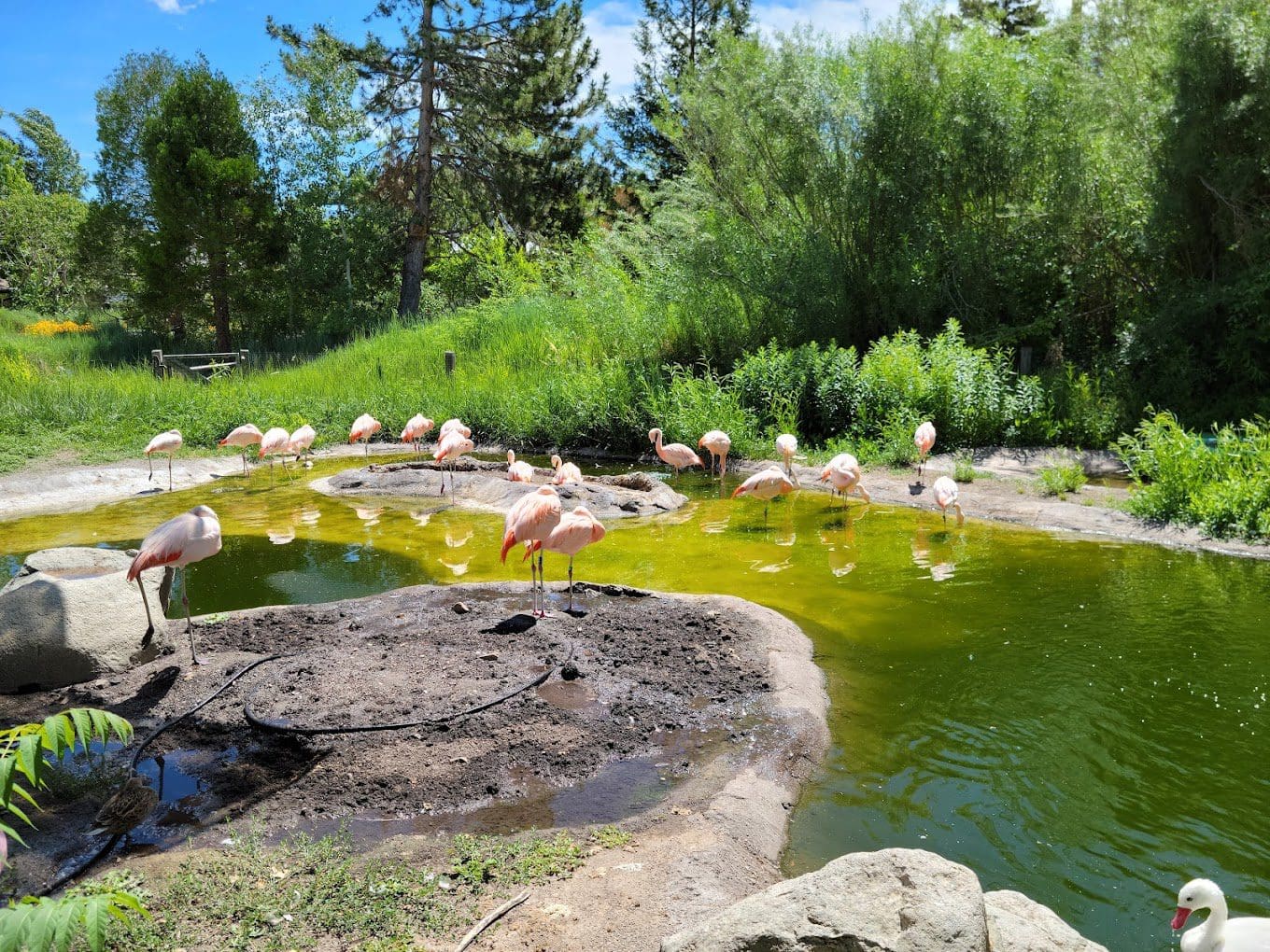 Visiting the Tracy Aviary & Botanical Gardens